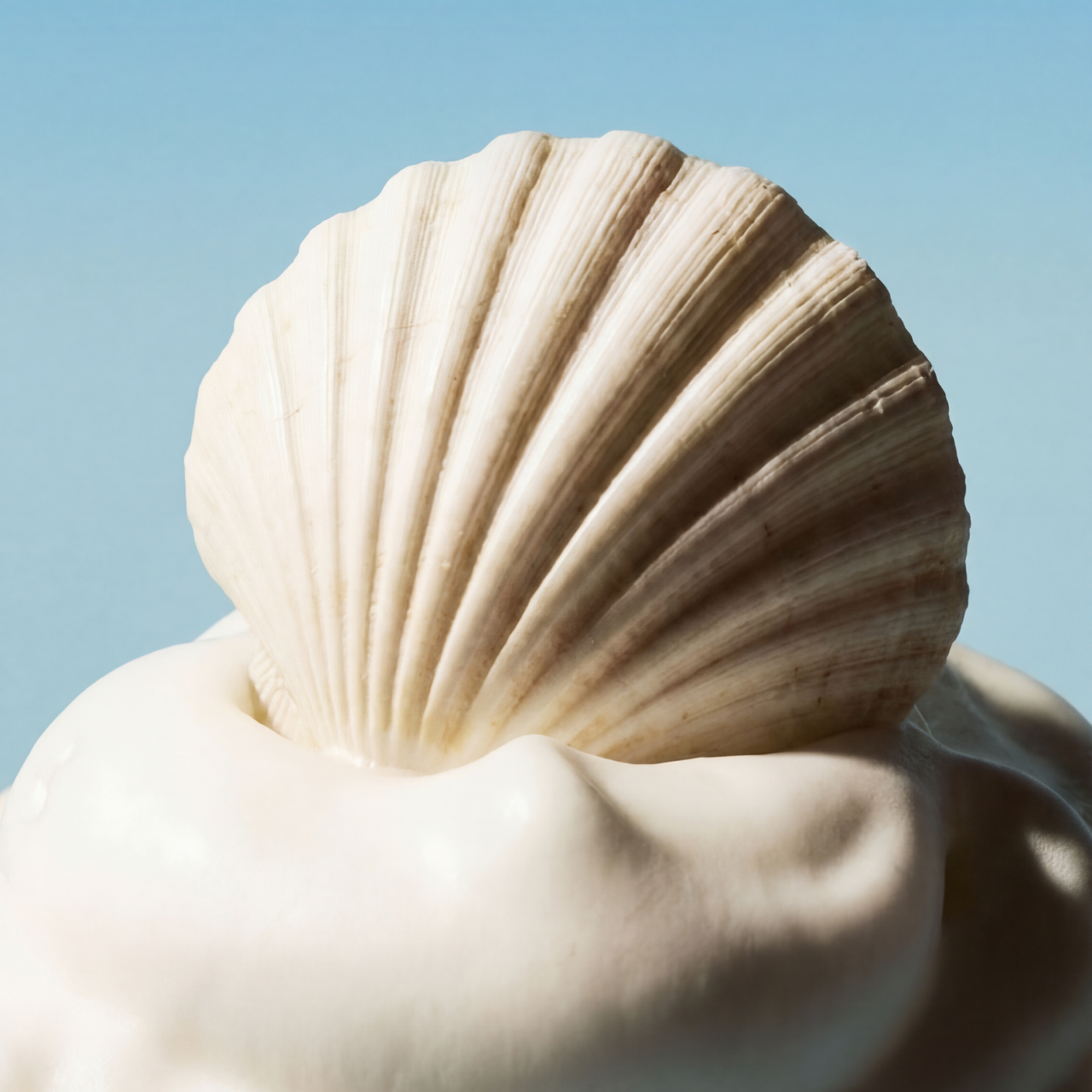 Seashell resting on whipped foam lather, Whippy Sea Salt & Cashmere scent